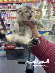 5 ذكر سكوتش فولد غولدن ny 24تخفيض عالمي عرض بيهز الأرض فعلي مش كلام يا بتلحق او ما بتلحق