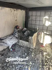  6 جواز للبيع سعر طري
