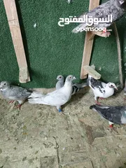  14 طيور حمام بسعر حرق 2