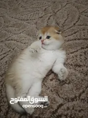  2 سكوتش فولد