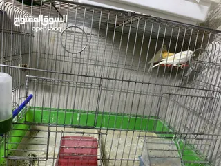  23 طيور أجواز وفراخ كناري للبيع