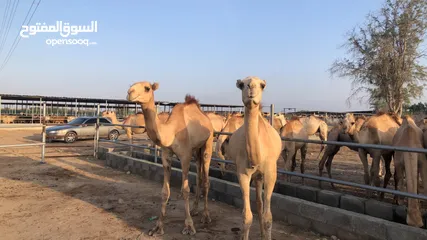  4 مزرعه قرن الكبش فرع بركاء وصول دفعه جديده من قعدان مراعي الجنوب