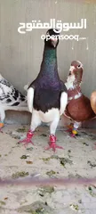  3 خمس فحول ضرب