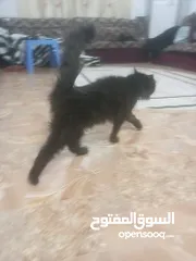  3 بزون شيرازي