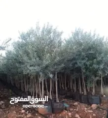  1 متوفر اشجار زيتون بلدي عمر 5 سنين وعمر 3 سنين وعمر 1 ونصف سنة