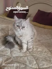  11 قطط شانشبلا للبيع