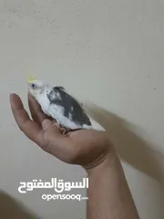  2 لعشاق التميز فراخ بايد من اهالي مستوى عالي.  حبتين وايت فيس وحبة كريمي فيس