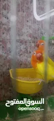  3 طيور روز وفشر وحب القراء الوصف تفاصيل اسعار حرق⁦ zzzzzzzzzzzzzzzzxxxxxxxxxxhbbbnnnbbbbbbbbbbbbbbbbbb
