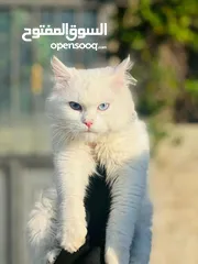  6 قطة شيرازي مميزه للبيع عيون زرق الخليل