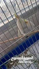  4 كوكتيل للبيع