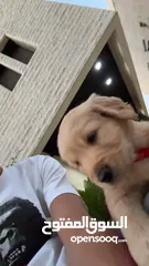  5 puppy Golden Retriever جرو جولدن رتريفر