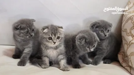  18 Scottish fold blue  2 month old