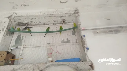  2 طيور الحب البادجي بدل على كنار