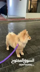  3 Chow Chow Dog