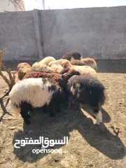  5 خرفان وعبور