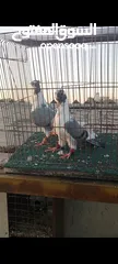  16 جوز فراخ اسطنابله  زرق وفرخ اسطنبولي احمر حبكين موجودات في الهاشمي الجنوبي