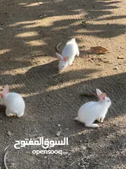  3 ارانب للبيع