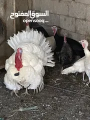  1 حبش للبيع 8 إناثي وديك يعني 9 الحبش بل صلاة على النبي ثنتين منهن راقداد وفي وحدة بياضة