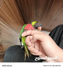  1 ببغاء لوري اليف