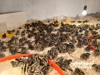  3 متوفر لدينا صوص فري عمره يومين  متوفر كميات لصحاب المشاريع
