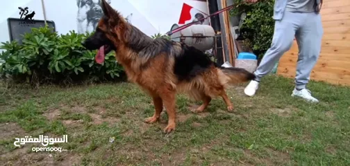  4 نتايه جيرمن شيبرد Female German Shepherd تحمل شهاده نسب بديجري Ekf-Fci