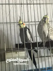  15 جواز كوكتيل جواز حب مكفول