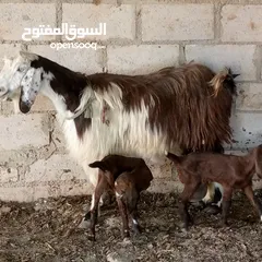  4 بسم الله ماشاء الله 14 راس غنم من ضمنهم شعريتين وتيس وعنزه وراها توم جدايه