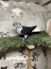  4 حمام كش 9حبات