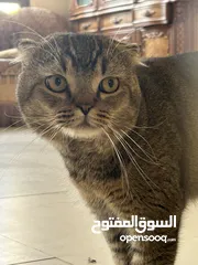  2 قط للتبنيي