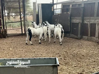  3 لبيع سخلات صلاليه اصل مال تربيه