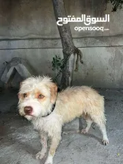  2 كلب للبيع 60دينار