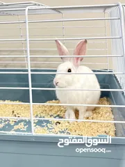  11 Selling a Dwarf Rex Mix Rabbit