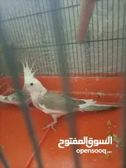  1 جوزين كوكتيل منهم وايت فيس شغالات فحل ايزابيل والطيرة كريمي جامبو وجوز ايزابيل