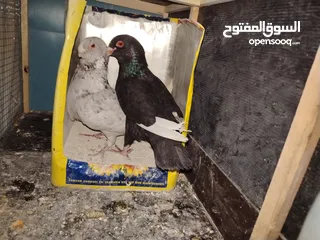  3 جواز مسويد سود نظاف ماكينه للبيع بحاله جيدة و بسعر جيد