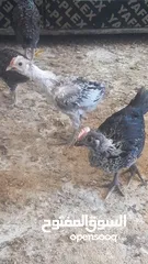  1 فراخ بلدي لبيع عمر شهر ونص بسعر قليل