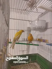  4 جوز كنار بالصلاه على النبي