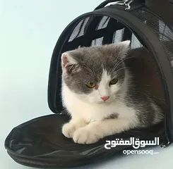  10 Pet bag trolley  حقيبة مع عجلات للكلاب الصغيرة والقطط لون اسود مع عجلات