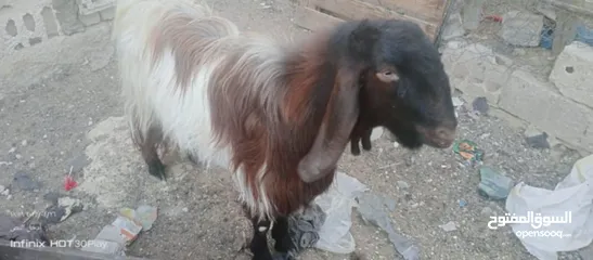  3 جدي للبيع بحالة ممتازة