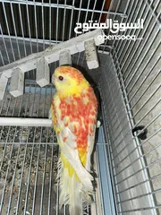  2 ببغاء مزامير للبيع أو بدل