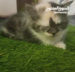  11 قطط نوع شيرازي إناث كيتن للبيع عمر شهرين فقط