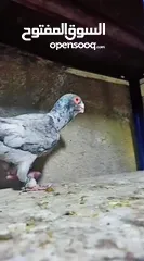  9 حمام للبيع فحول زق وجوز بواز