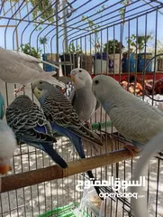  12 10 طيور حب طفرات جميله ونادرة  تبارك الله