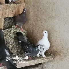  4 طيور حمام (حقم) للبيع