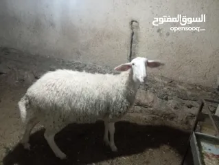  2 حملة بعمر ثمانين شهور أعشار شهرين ونصف