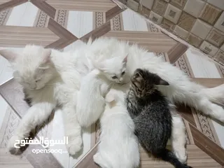  1 قطة شيرازيه مع أبنائها عمرهم شهر ونصف