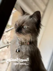  1 قطة هملايا انثى لتزاوج عمرها سنة