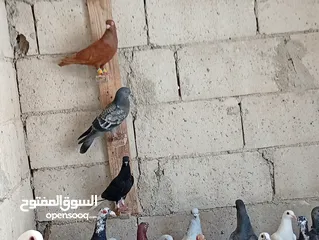  3 حمام للبيع الوان كش  طيور حمام