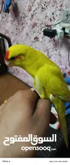  1 ببغاء كرياكي