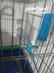  4 طيور حب تحتيهم 5 بيضات اشي مفخره
