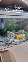  4 Fish aquarium